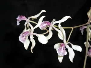 Image of Encyclia aromatica 2